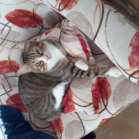 Sarman, Kedi  Kirli fotoğrafı