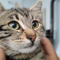 American Shorthair, Kedi  PELO fotoğrafı