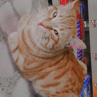 Sarman, Kedi  Veci fotoğrafı