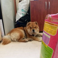 Chow Chow (çin Aslanı), Köpek  BUDDY fotoğrafı