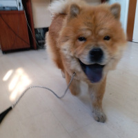 Chow Chow (çin Aslanı), Köpek  BUDDY fotoğrafı