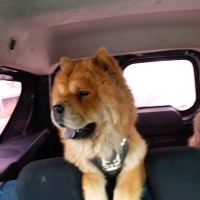 Chow Chow (çin Aslanı), Köpek  BUDDY fotoğrafı