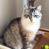 Tekir Kedi, Kedi  Suşi fotoğrafı