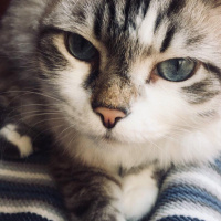 Tekir Kedi, Kedi  Suşi fotoğrafı