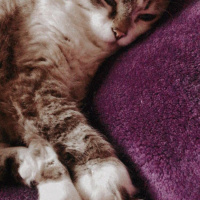 Tekir Kedi, Kedi  Suşi fotoğrafı