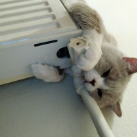 British Shorthair, Kedi  Şişman fotoğrafı