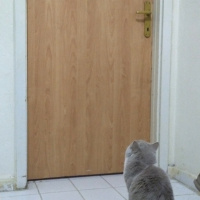 British Shorthair, Kedi  Şişman fotoğrafı