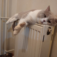 British Shorthair, Kedi  Şişman fotoğrafı