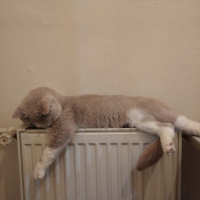 British Shorthair, Kedi  Şişman fotoğrafı