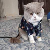 British Shorthair, Kedi  Şişman fotoğrafı