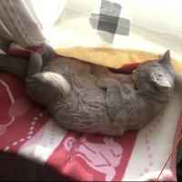 British Shorthair, Kedi  Çakıl fotoğrafı