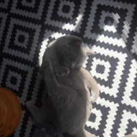 British Shorthair, Kedi  Çakıl fotoğrafı