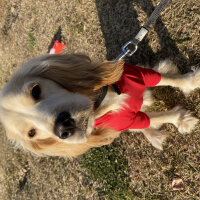 Amerikan Cocker Spaniel, Köpek  Vegas fotoğrafı