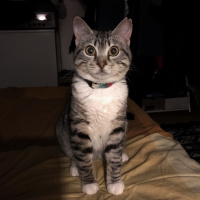 Tekir Kedi, Kedi  BAMBAM fotoğrafı