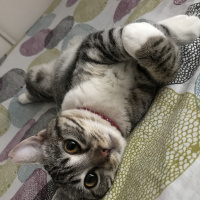 Tekir Kedi, Kedi  BAMBAM fotoğrafı