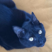 Tekir Kedi, Kedi  Vampir fotoğrafı