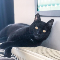 Tekir Kedi, Kedi  Vampir fotoğrafı