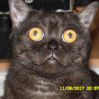 British Shorthair, Kedi  böcük fotoğrafı