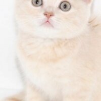 Scottish Fold, Kedi  DESTAN TOPRAK fotoğrafı