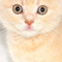 Scottish Fold, Kedi  DESTAN TOPRAK fotoğrafı