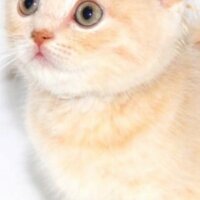 Scottish Fold, Kedi  DESTAN TOPRAK fotoğrafı