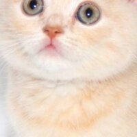 Scottish Fold, Kedi  DESTAN TOPRAK fotoğrafı