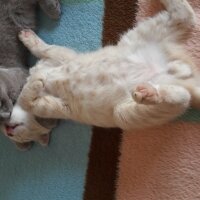 Scottish Fold, Kedi  DESTAN TOPRAK fotoğrafı