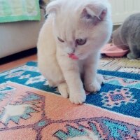 Scottish Fold, Kedi  DESTAN TOPRAK fotoğrafı