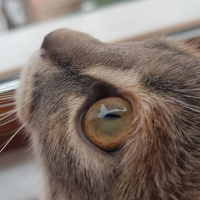 Scottish Fold, Kedi  Lila fotoğrafı