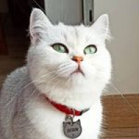 Scottish Fold, Kedi  Lila fotoğrafı