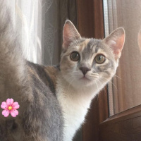 Scottish Fold, Kedi  Lila fotoğrafı