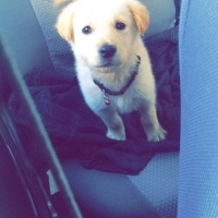 Golden Retriever, Köpek  mali fotoğrafı