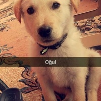 Golden Retriever, Köpek  mali fotoğrafı