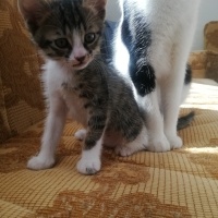 Tuxedo (Smokin) Kedi, Kedi  Gece fotoğrafı