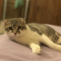 Scottish Fold, Kedi  Çiko fotoğrafı