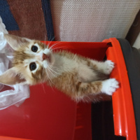 Sarman, Kedi  Çakır fotoğrafı