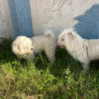 Glen of Imaal Terrier, Köpek  Mia fotoğrafı