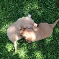 Golden Retriever, Köpek   8 tane saf yavru golden fotoğrafı