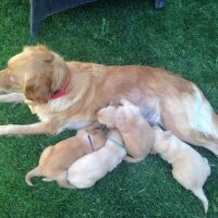 Golden Retriever, Köpek   8 tane saf yavru golden fotoğrafı