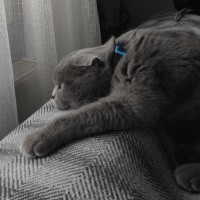 Scottish Fold, Kedi  Dolar fotoğrafı