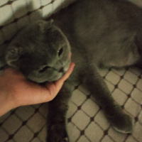 Scottish Fold, Kedi  Dolar fotoğrafı