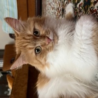 British Shorthair, Kedi  Tarçın fotoğrafı