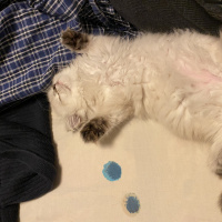 Scottish Fold, Kedi  Lucy fotoğrafı
