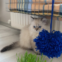 Scottish Fold, Kedi  Lucy fotoğrafı