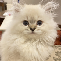 Scottish Fold, Kedi  Lucy fotoğrafı