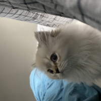Scottish Fold, Kedi  Lucy fotoğrafı