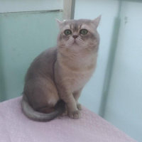 İran Kedisi (Persian), Kedi  Duman fotoğrafı