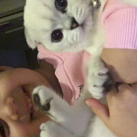 Scottish Fold, Kedi  Chanel fotoğrafı