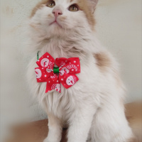 Sarman, Kedi  Pofiş fotoğrafı
