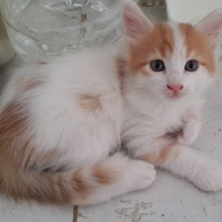Sarman, Kedi  Pofiş fotoğrafı
